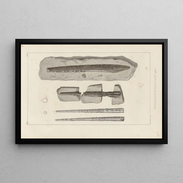 Recherches sur les poissons fossiles, Pl. 279 - Louis Agassiz — framed artwork on a wall