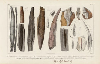 Louis Agassiz - Recherches sur les poissons fossiles Pl283.webp