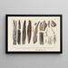 Recherches sur les poissons fossiles Pl283 - Louis Agassiz — framed artwork on a wall