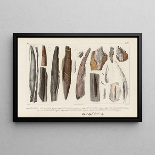 Louis Agassiz - Recherches sur les poissons fossiles Pl283.webp