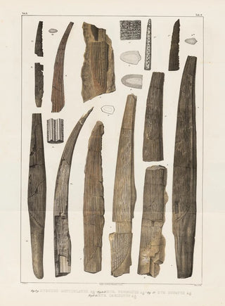 Louis Agassiz - Recherches sur les poissons fossiles Pl284.webp