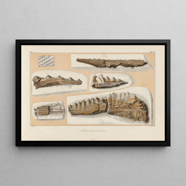 Recherches sur les poissons fossiles Pl286 - Louis Agassiz — framed artwork on a wall