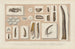 Recherches sur les poissons fossiles Pl287 - Louis Agassiz — artwork view