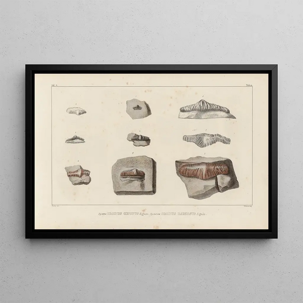 Recherches sur les poissons fossiles Pl288 - Louis Agassiz — framed artwork on a wall