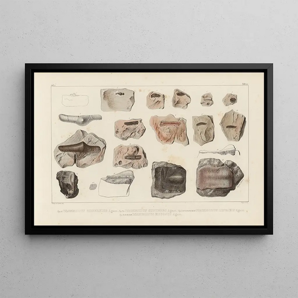 Recherches sur les poissons fossiles Pl289 - Louis Agassiz — framed artwork on a wall