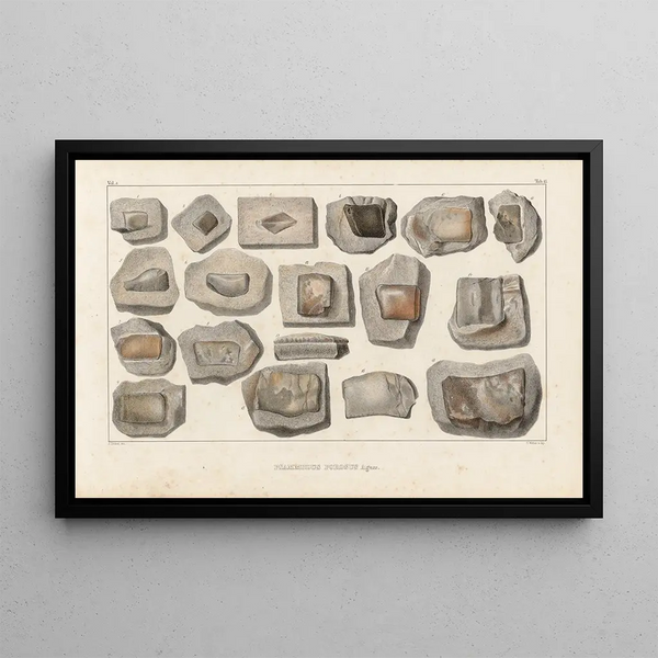 Recherches sur les poissons fossiles Pl290 - Louis Agassiz — framed artwork on a wall