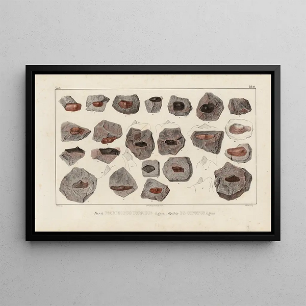Recherches sur les poissons fossiles Pl292 - Louis Agassiz — framed artwork on a wall