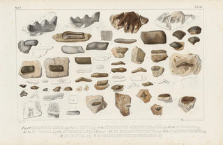 Louis Agassiz - Recherches sur les poissons fossiles Pl295.webp