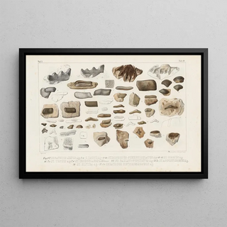 Louis Agassiz - Recherches sur les poissons fossiles Pl295.webp