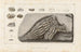 Recherches sur les poissons fossiles Pl298 - Louis Agassiz — artwork view