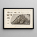 Recherches sur les poissons fossiles Pl298 - Louis Agassiz — framed artwork on a wall
