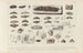 Recherches sur les poissons fossiles Pl299 - Louis Agassiz — artwork view
