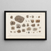 Recherches sur les Poissons Fossiles Pl301 - Louis Agassiz — framed artwork on a wall