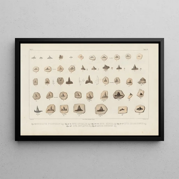 Recherches sur les poissons fossiles Pl302 - Louis Agassiz — framed artwork on a wall