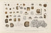 Recherches sur les poissons fossiles Pl306 - Louis Agassiz — artwork view