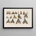 Recherches sur les poissons fossiles Pl312 - Louis Agassiz — framed artwork on a wall