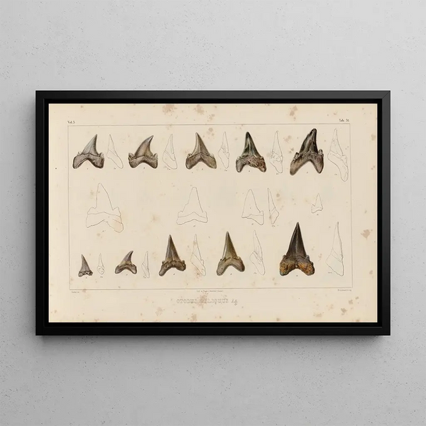 Recherches sur les poissons fossiles Pl314 - Louis Agassiz — framed artwork on a wall