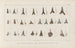 Recherches sur les poissons fossiles Pl318 - Louis Agassiz — artwork view