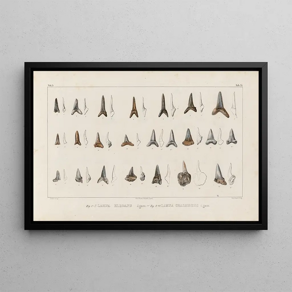 Recherches sur les poissons fossiles Pl318 - Louis Agassiz — framed artwork on a wall