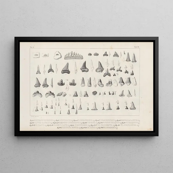 Recherches sur les poissons fossiles Pl319 - Louis Agassiz — framed artwork on a wall