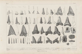 Louis Agassiz - Recherches sur les poissons fossiles Pl320.webp