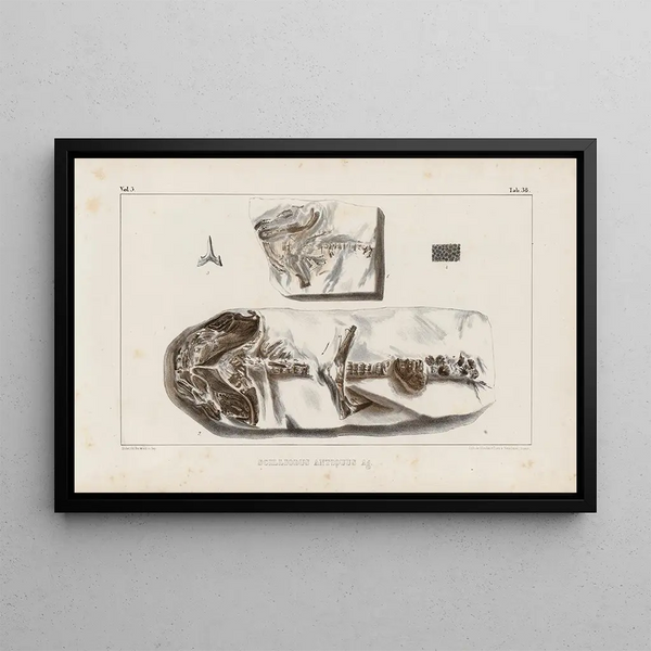 Recherches sur les poissons fossiles Pl322 - Louis Agassiz — framed artwork on a wall