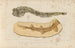 Recherches sur les poissons fossiles Pl323 - Louis Agassiz — artwork view