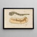 Recherches sur les poissons fossiles Pl323 - Louis Agassiz — framed artwork on a wall