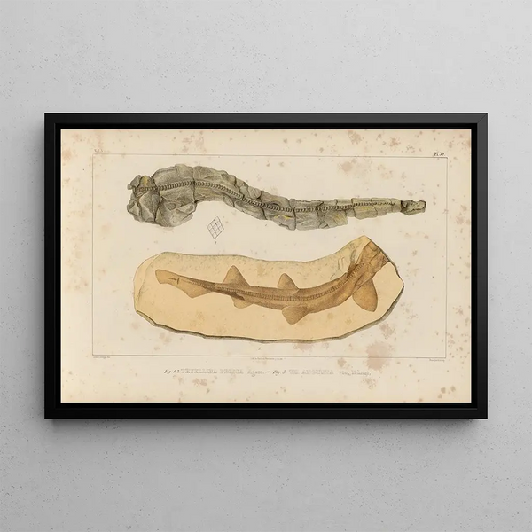 Recherches sur les poissons fossiles Pl323 - Louis Agassiz — framed artwork on a wall