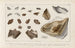 Recherches sur les poissons fossiles Pl324 - Louis Agassiz — artwork view
