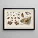 Recherches sur les poissons fossiles Pl324 - Louis Agassiz — framed artwork on a wall