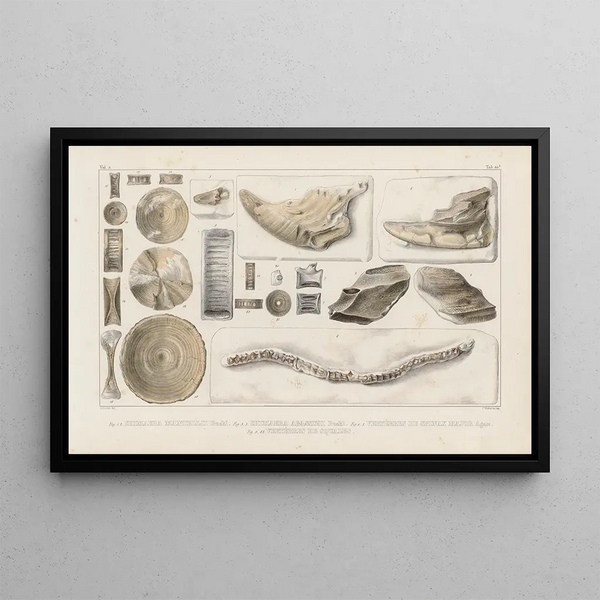 Recherches sur les poissons fossiles Pl325 - Louis Agassiz — framed artwork on a wall