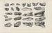 Recherches sur les poissons fossiles Pl. 328 - Louis Agassiz — artwork view