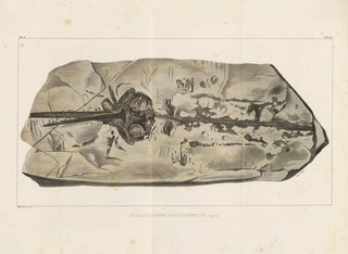 Recherches sur les poissons fossiles - Louis Agassiz — artwork view