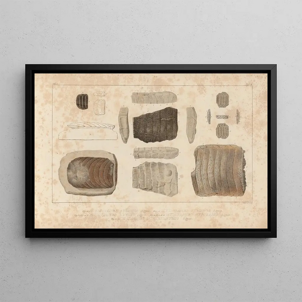 Recherches sur les poissons fossiles Pl334 - Louis Agassiz — framed artwork on a wall