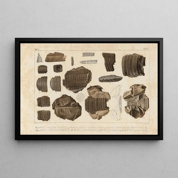 Recherches sur les poissons fossiles Pl335 - Louis Agassiz — framed artwork on a wall