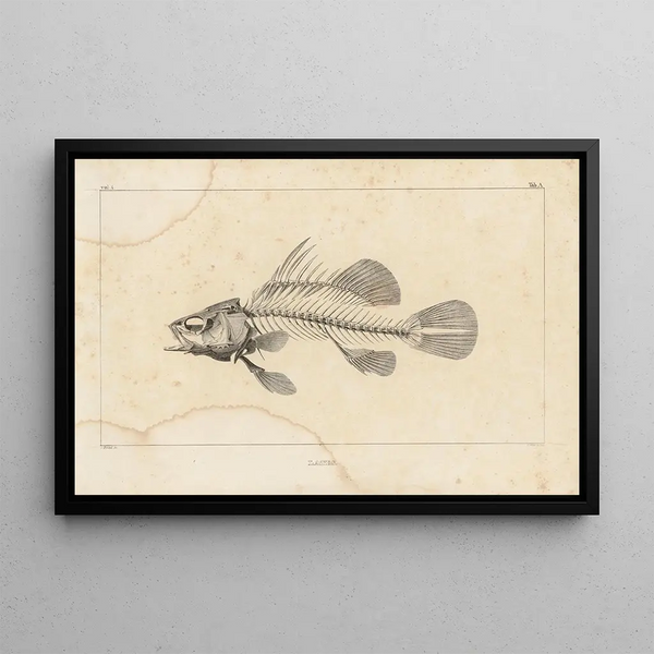 Recherches sur les poissons fossiles Pl336 - Louis Agassiz — framed artwork on a wall
