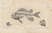Recherches sur les poissons fossiles Pl337 - Louis Agassiz — artwork view