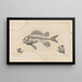 Recherches sur les poissons fossiles Pl337 - Louis Agassiz — framed artwork on a wall