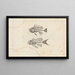 Recherches sur les poissons fossiles Pl338 - Louis Agassiz — framed artwork on a wall