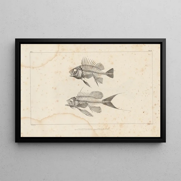 Recherches sur les poissons fossiles Pl338 - Louis Agassiz — framed artwork on a wall