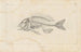 Recherches sur les poissons fossiles Pl339 - Louis Agassiz — artwork view