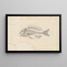 Recherches sur les poissons fossiles Pl339 - Louis Agassiz — framed artwork on a wall