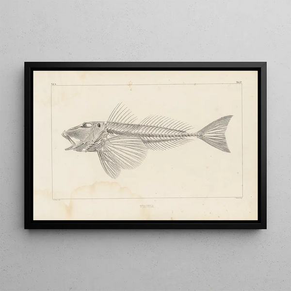 Recherches sur les poissons fossiles Pl341 - Louis Agassiz — framed artwork on a wall