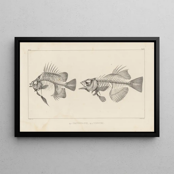 Recherches sur les poissons fossiles Pl343 - Louis Agassiz — framed artwork on a wall