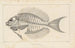 Recherches sur les poissons fossiles Pl344 - Louis Agassiz — artwork view