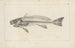 Recherches sur les poissons fossiles Pl345 - Louis Agassiz — artwork view