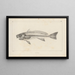 Recherches sur les poissons fossiles Pl345 - Louis Agassiz — framed artwork on a wall