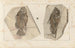 Recherches sur les poissons fossiles Pl. 350 - Louis Agassiz — artwork view
