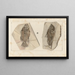 Recherches sur les poissons fossiles Pl. 350 - Louis Agassiz — framed artwork on a wall